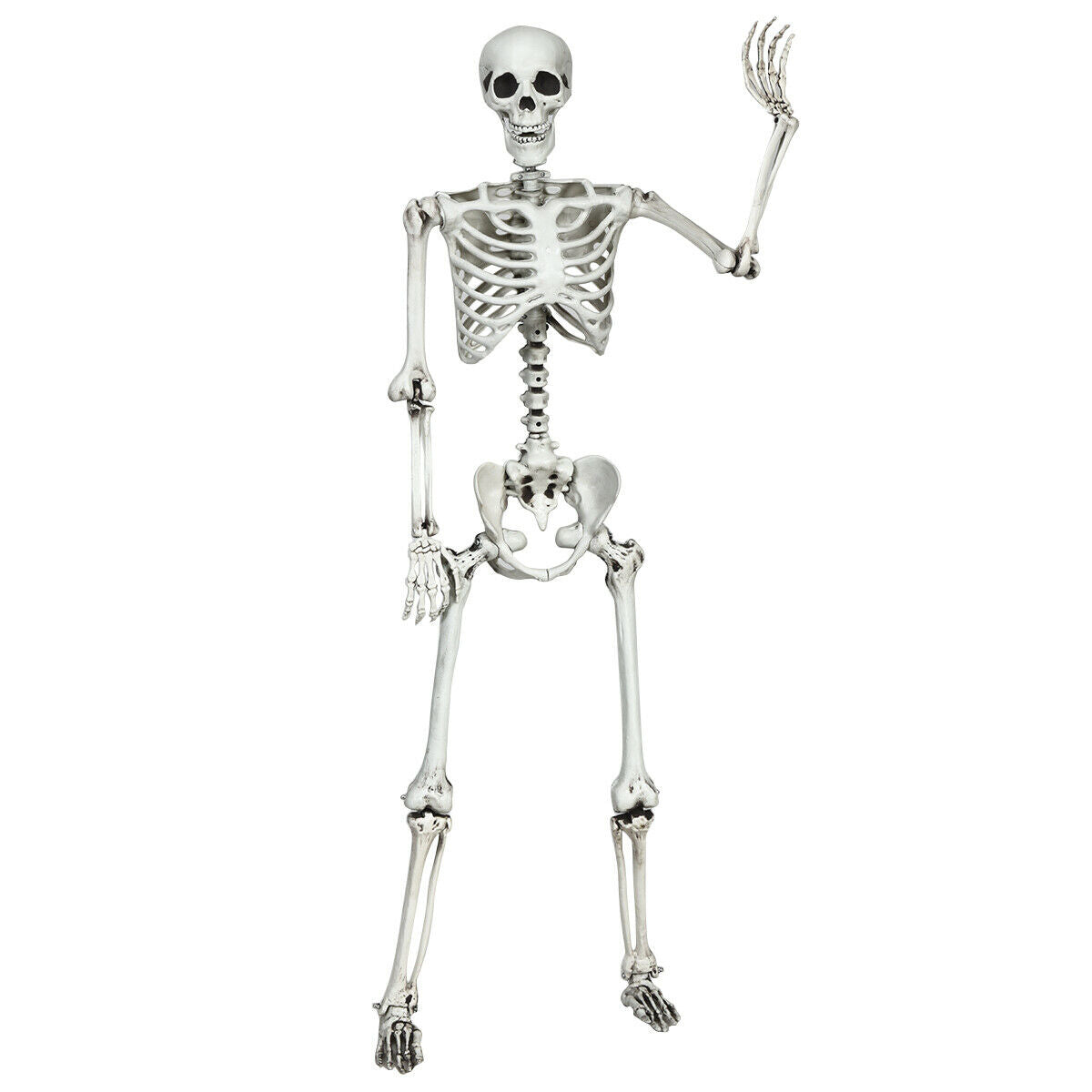 5.4 Feet Halloween Skeleton, Life Size, Realistic Full Body, White