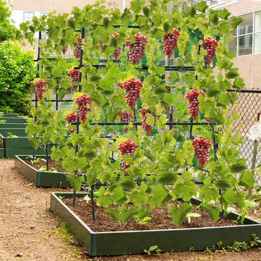 A-Frame Garden Cucumber Trellis With Netting, Black Raised Garden Beds Black at Gallery Canada