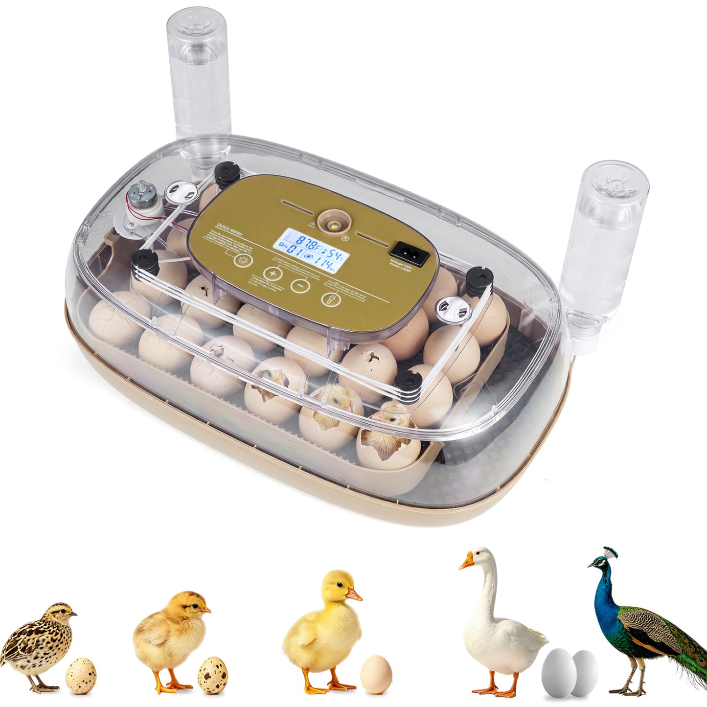 Egg Incubator With Temp & Humidity Control