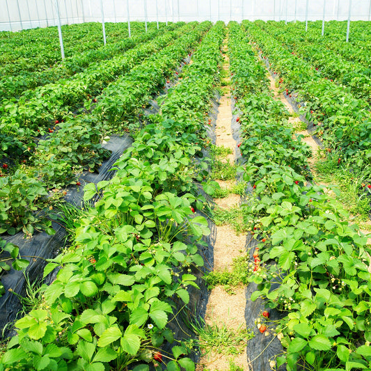 6.5 x 330/4 x 250/6 x 300 Feet Weed Barrier Landscape Fabric, Black Garden Tools Black at Gallery Canada