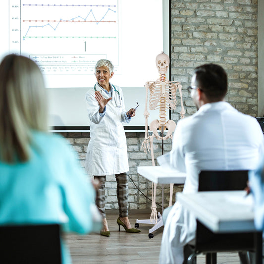 Medical School Human Anatomy Class Life-size Skeleton Model Holiday Decor white at Gallery Canada