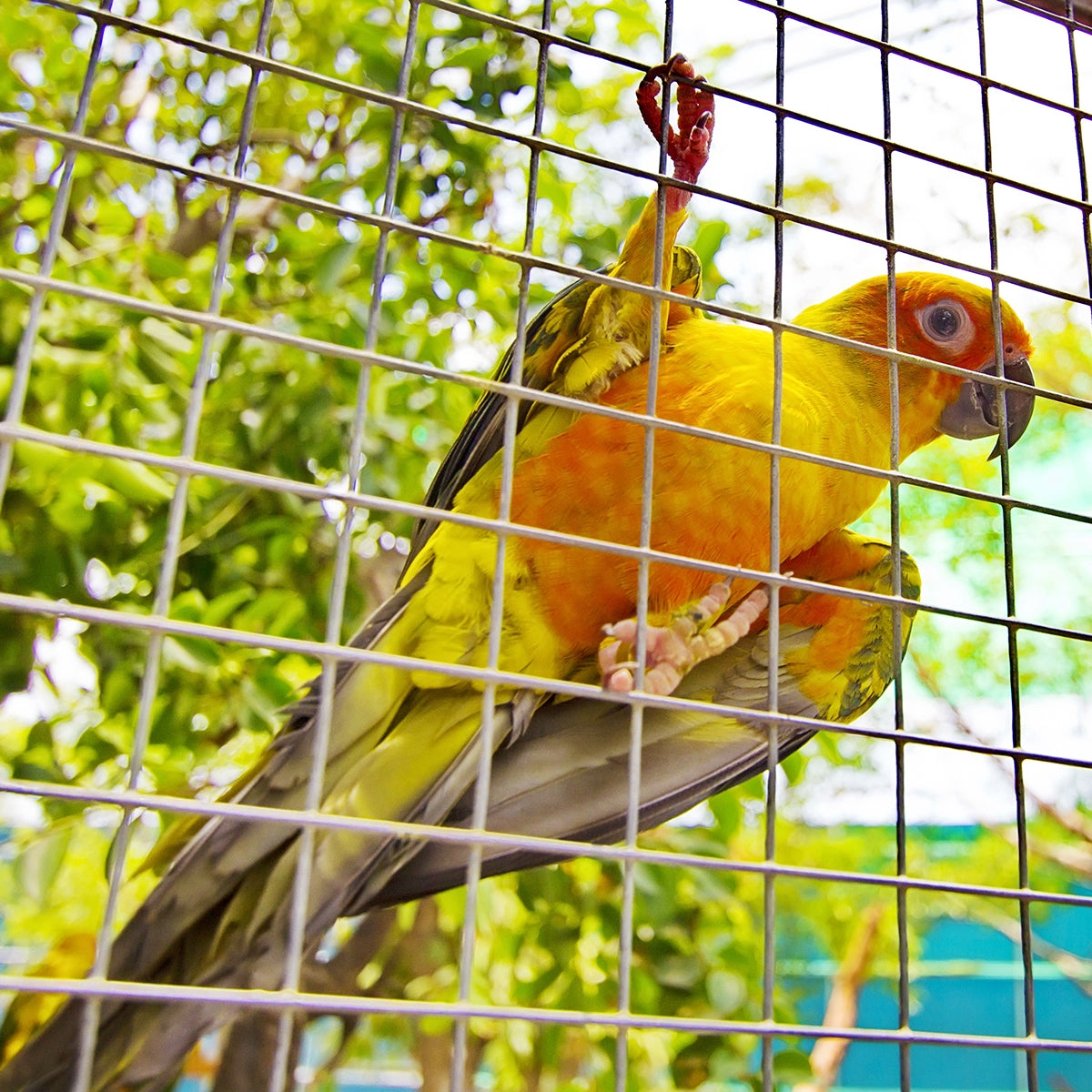 Hardware Cloth Galvanized Chicken Wire Welded Fence Mesh Roll Decorative Fencing & Flooring at Gallery Canada