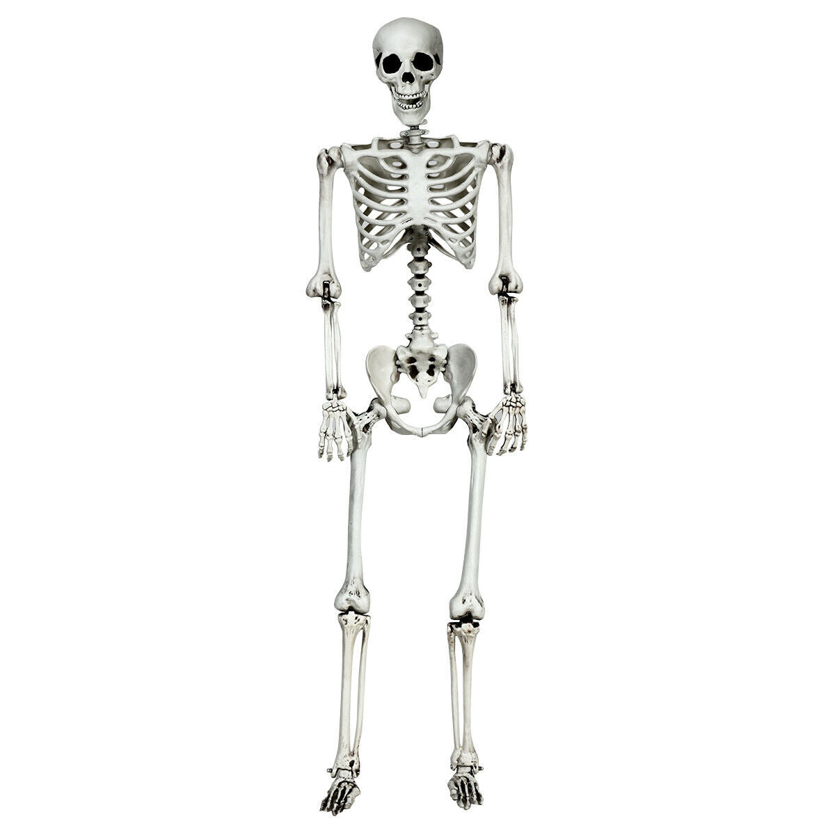 5.4 Feet Halloween Skeleton, Life Size, Realistic Full Body, White