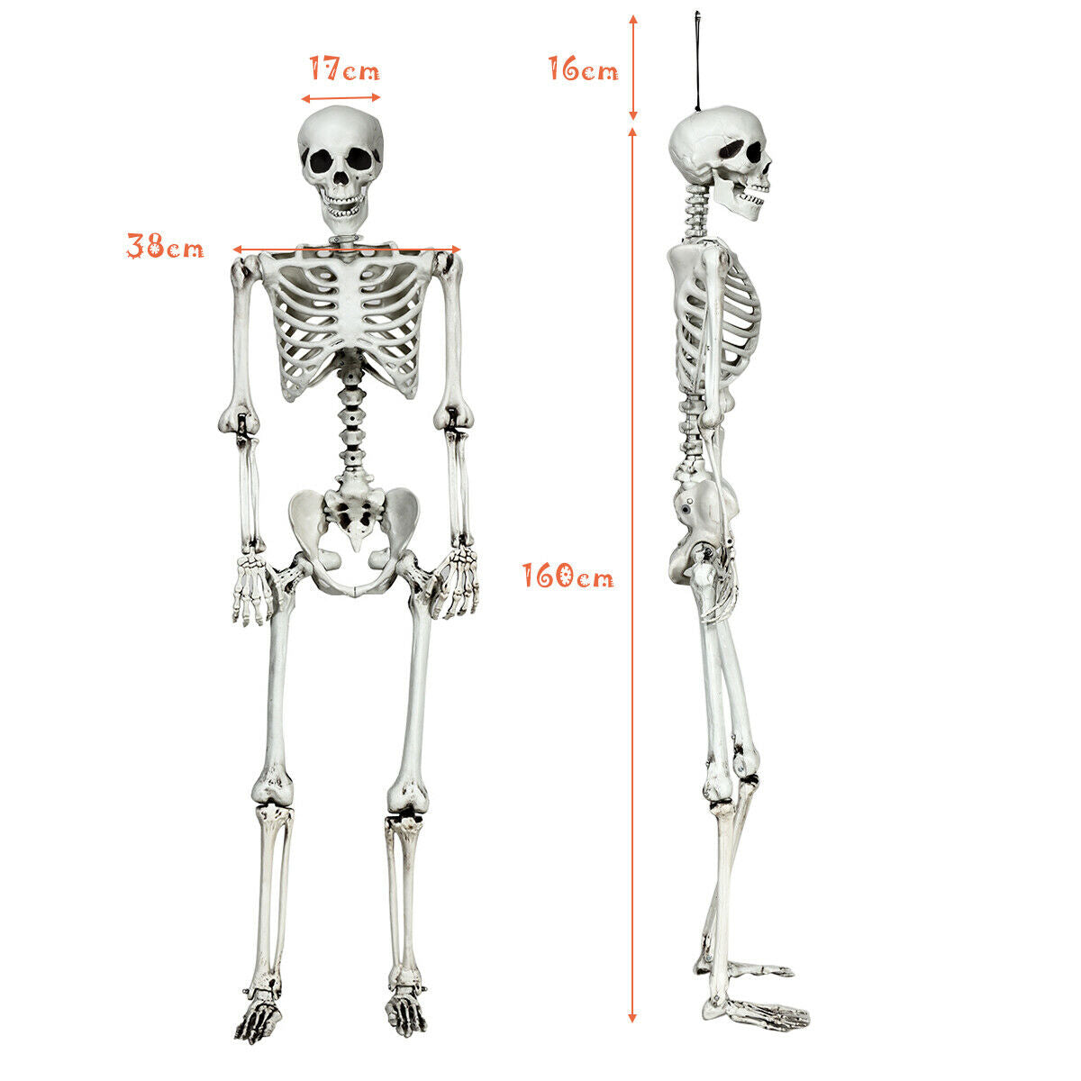 5.4 Feet Halloween Skeleton Life Size Realistic Full Body Hanging, White Halloween at Gallery Canada