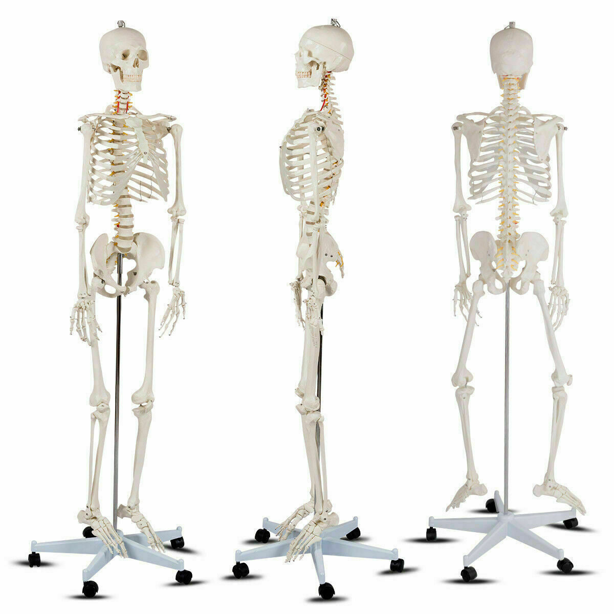 Medical School Human Anatomy Class Life-size Skeleton Model Holiday Decor at Gallery Canada