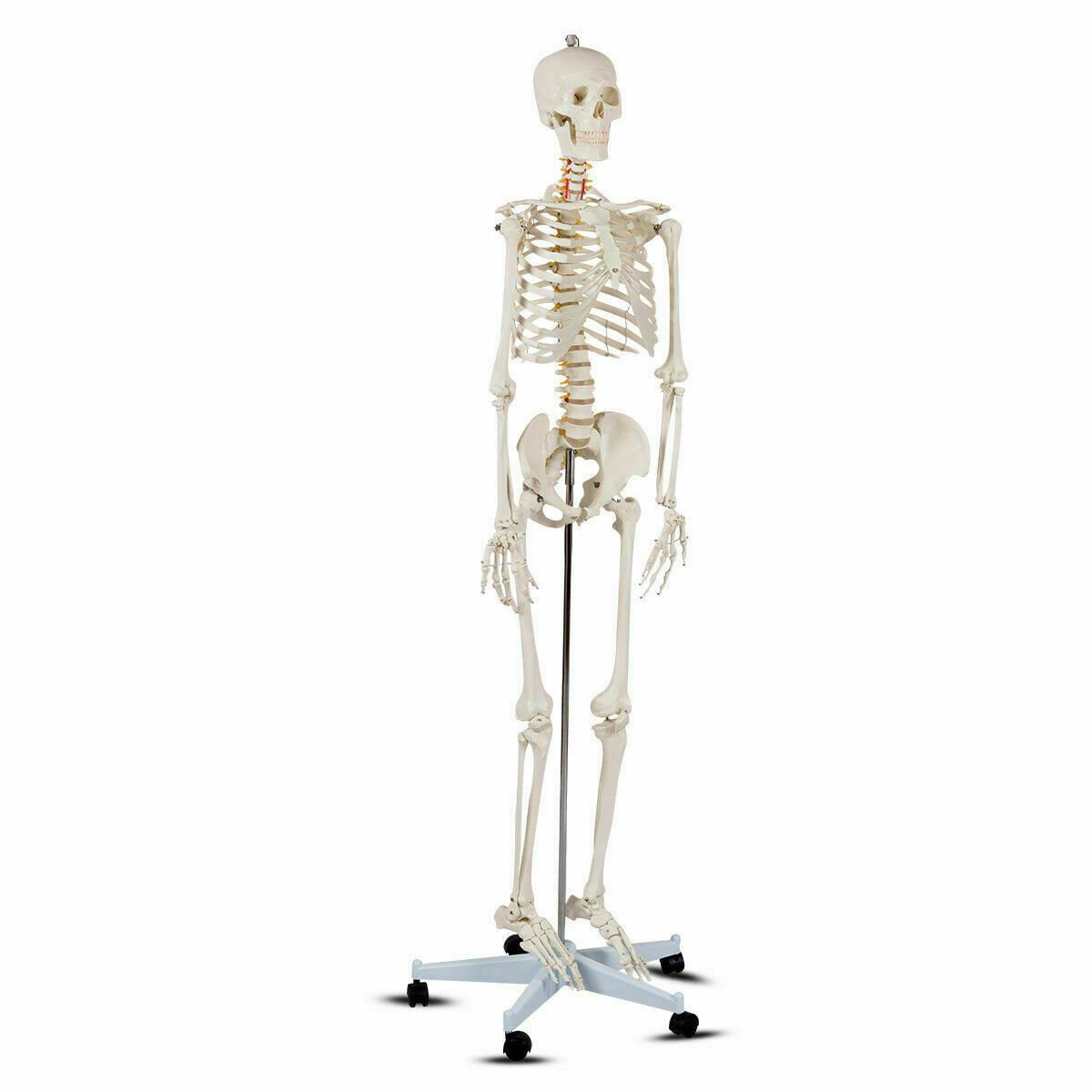 Medical School Human Anatomy Class Life-size Skeleton Model Holiday Decor white at Gallery Canada