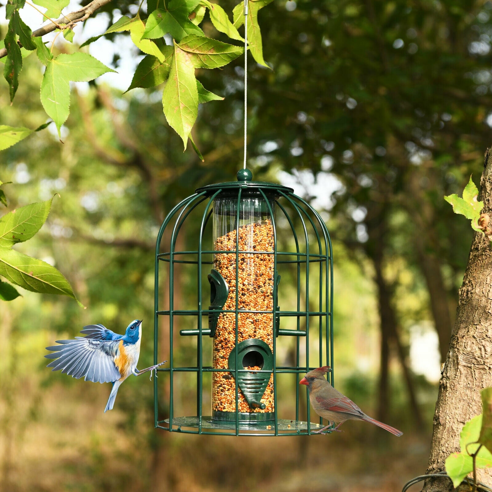 Squirrel-proof Caged Tube Wild Bird Feeder Outdoor Metal Seed Guard Deterrent, Green Bird Supplies at Gallery Canada