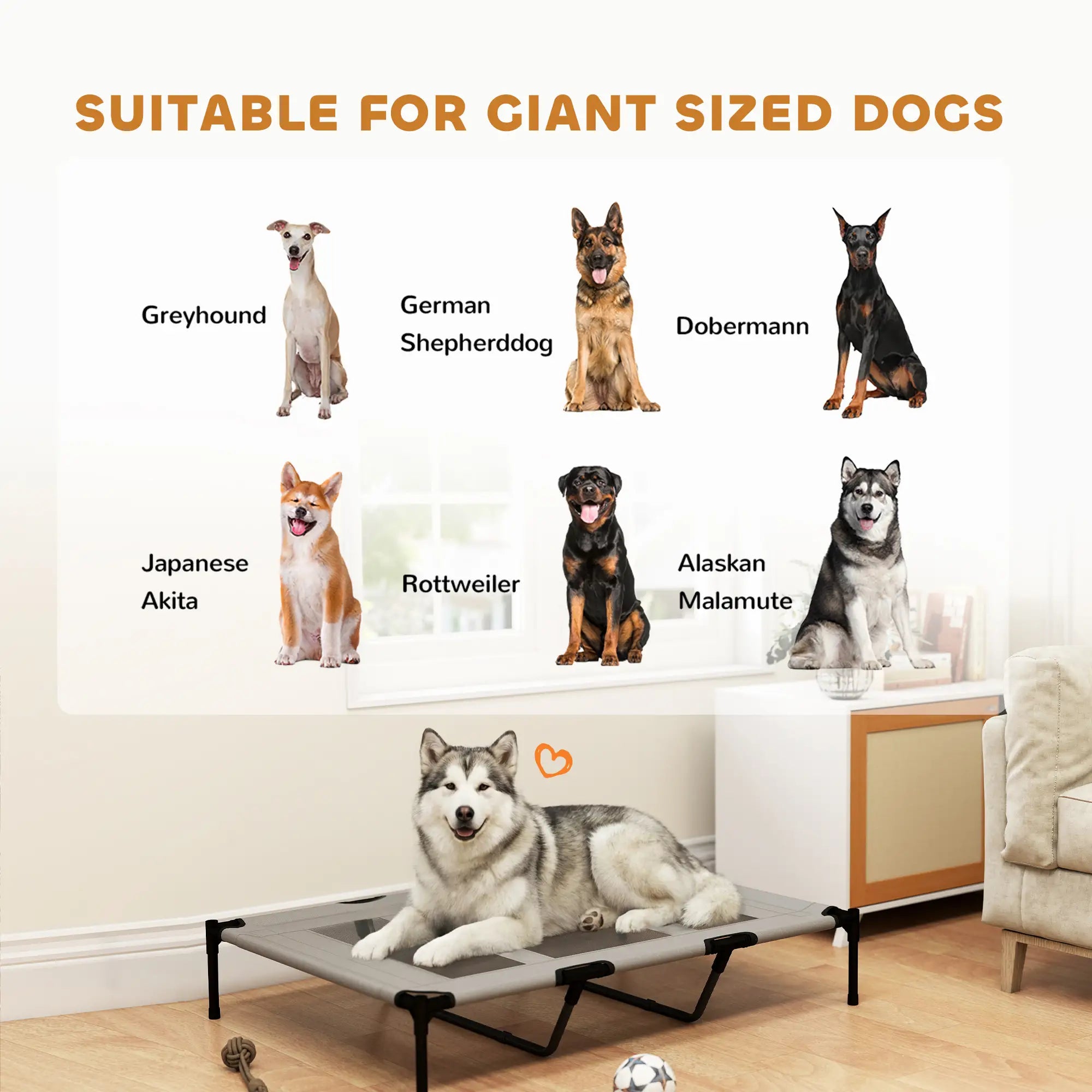 Elevated Dog Bed, XL Dog Cot, 48