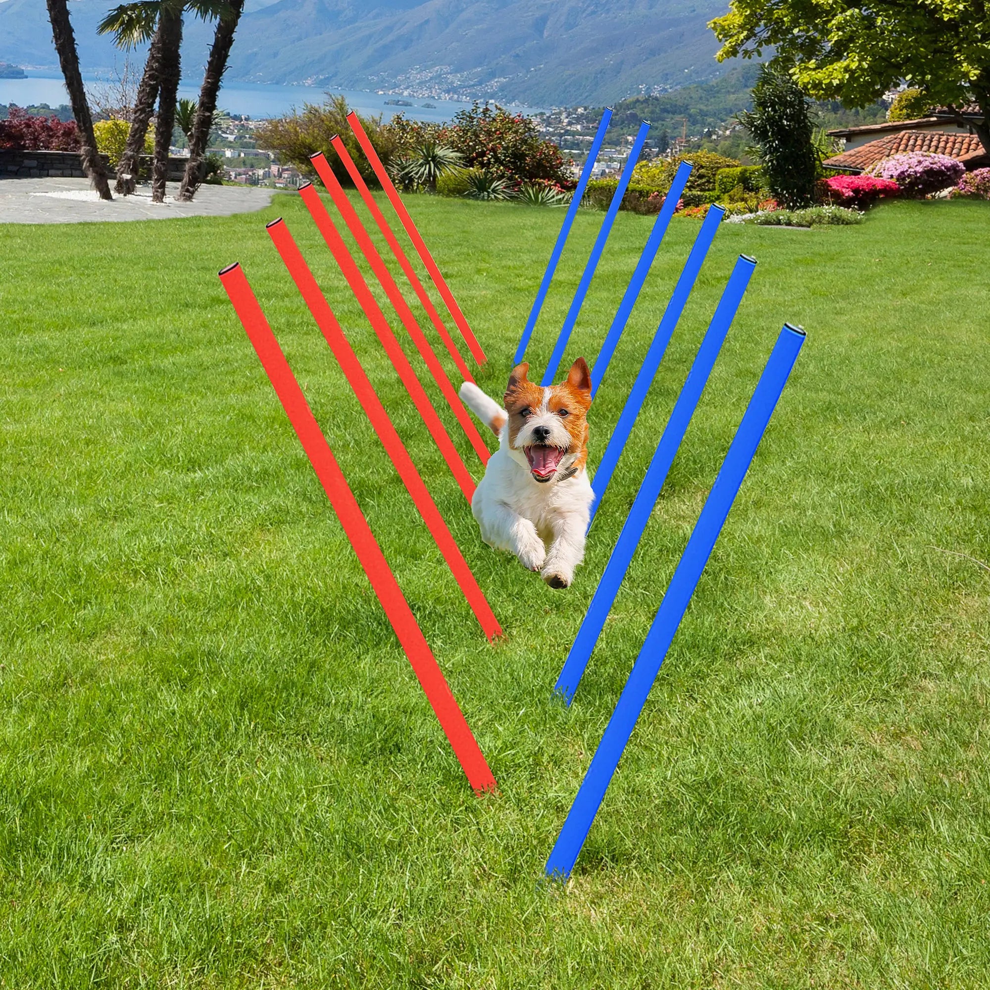 Dog Agility Equipment Set, Portable Training for Outdoor Play Dog Agility Training Equipment at Gallery Canada