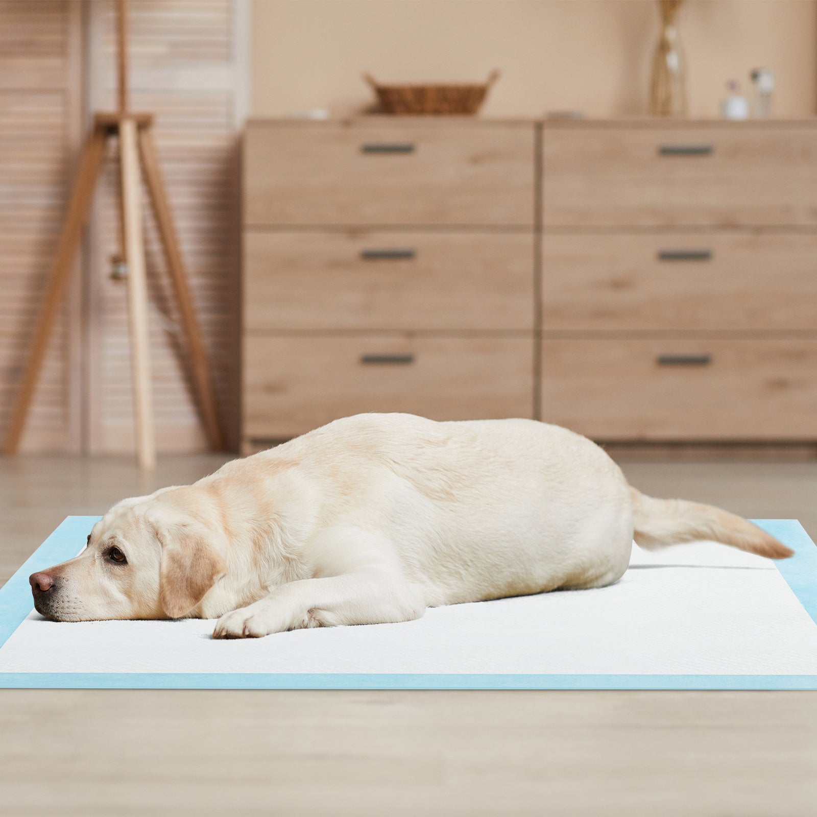 Dog and Puppy Pee Pads 36