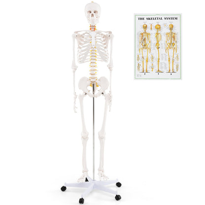 Life Size Human Skeleton Model, Anatomy Anatomical With Nerves System Halloween Options at Gallery Canada