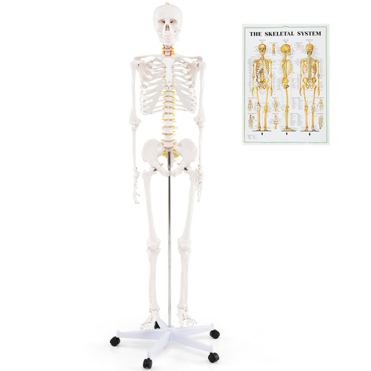 Life Size Human Skeleton Model, Anatomical With Nerves System, White
