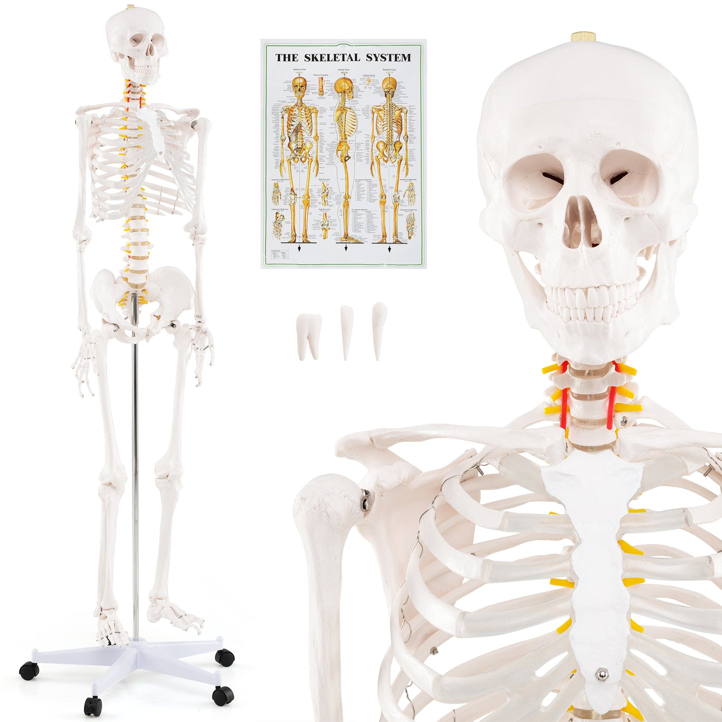 Life Size Human Skeleton Model, Anatomical With Nerves System, White