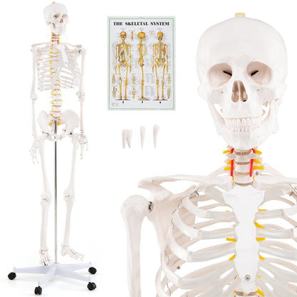 Life Size Human Skeleton Model, Anatomical With Nerves System, White