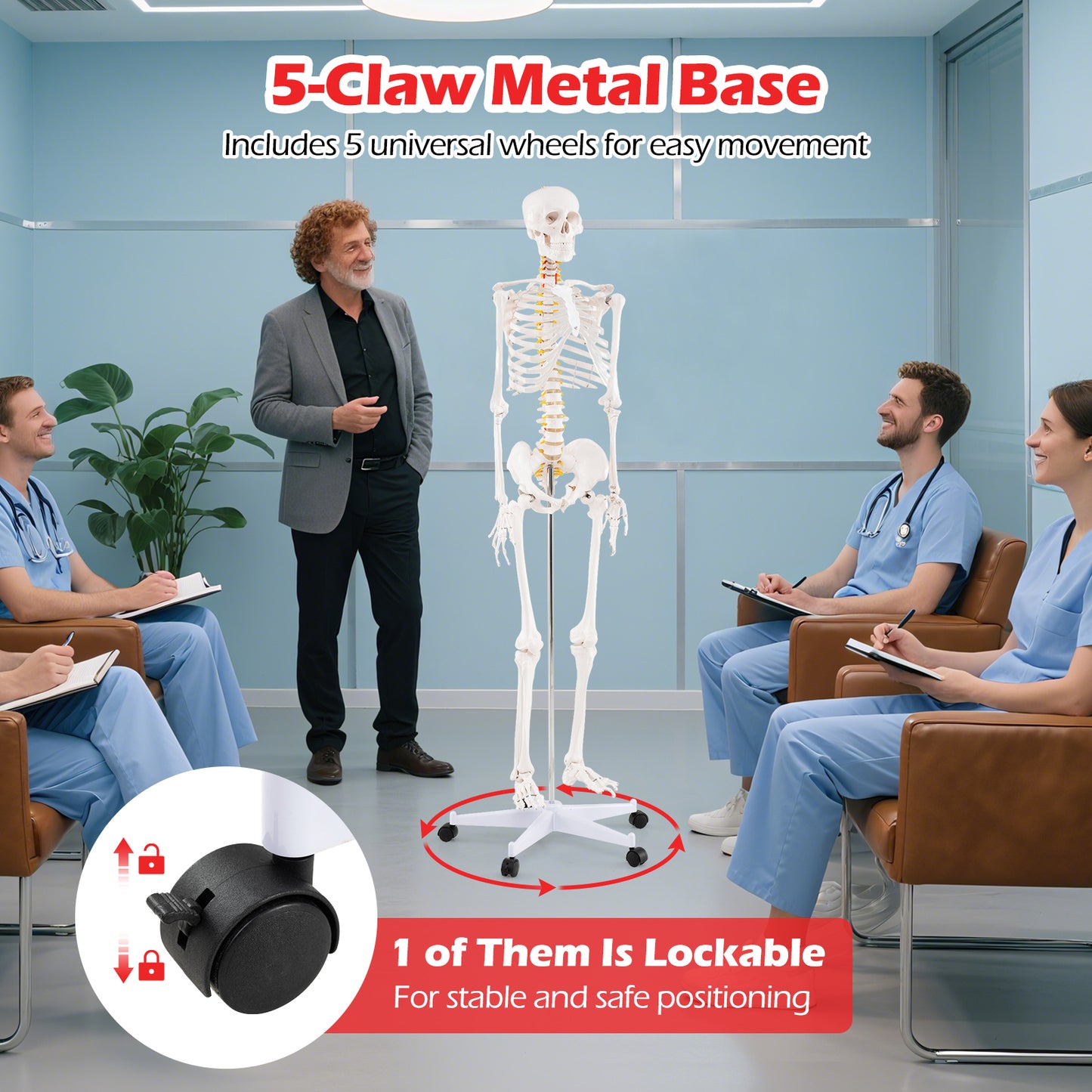 Life Size Human Skeleton Model, Anatomical With Nerves System, White