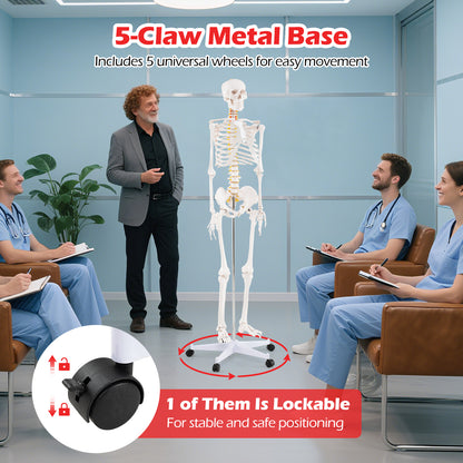 Life Size Human Skeleton Model, Anatomical With Nerves System, White