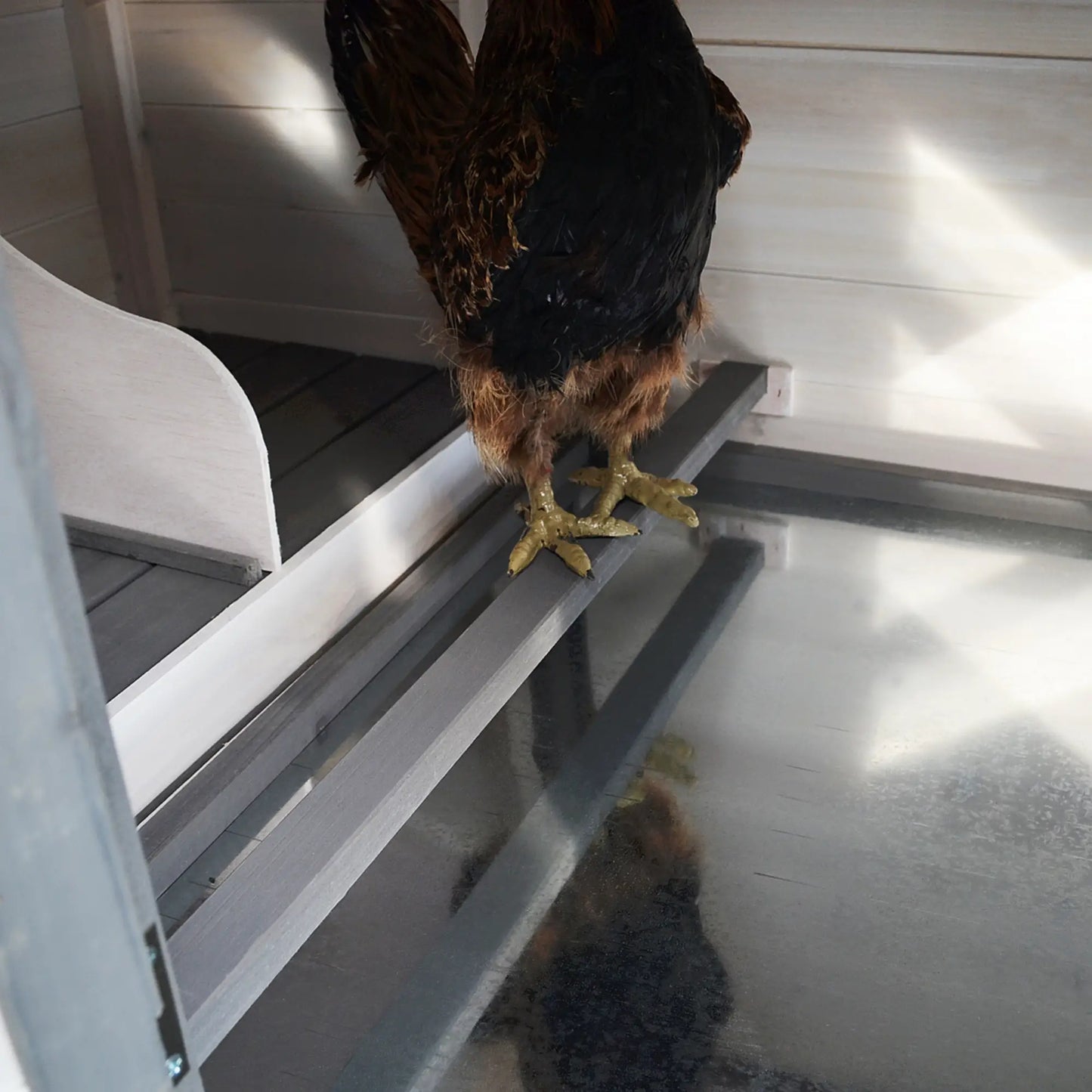 77 Chicken Coop, Rabbit Hutch, Poultry Cage, Dark Gray, White Chicken Coops at Gallery Canada