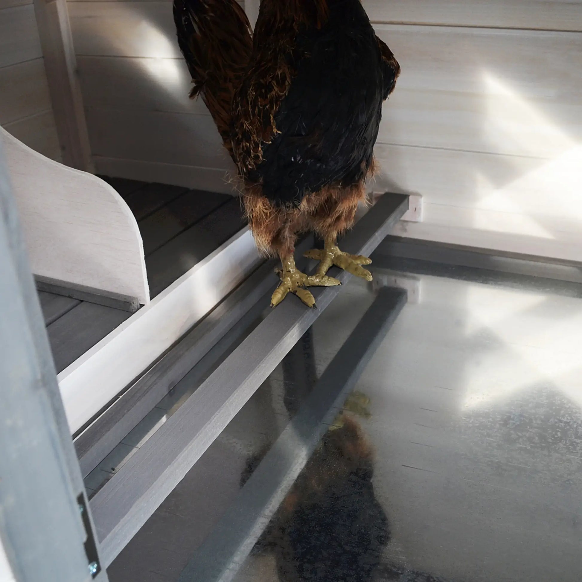 77 Chicken Coop, Rabbit Hutch, Poultry Cage, Dark Gray, White Chicken Coops at Gallery Canada
