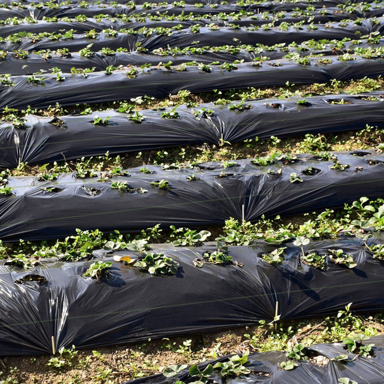 6.5 x 330/4 x 250/6 x 300 Feet Weed Barrier Landscape Fabric-6.5 ft, Black Garden Tools at Gallery Canada