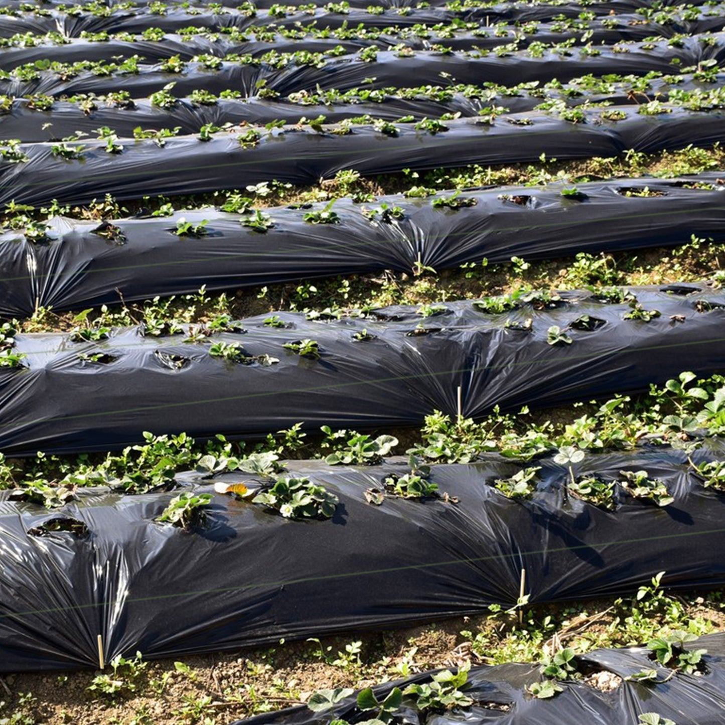 6.5 x 330/4 x 250/6 x 300 Feet Weed Barrier Landscape Fabric-6.5 ft, Black Garden Tools at Gallery Canada