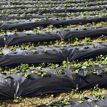 6.5 x 330/4 x 250/6 x 300 Feet Weed Barrier Landscape Fabric-6.5 ft, Black Garden Tools at Gallery Canada