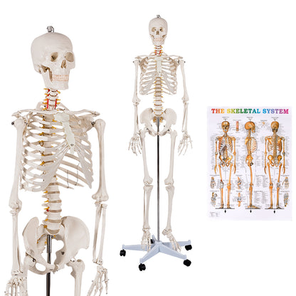 Medical School Human Anatomy Class Life-size Skeleton Model Holiday Decor at Gallery Canada