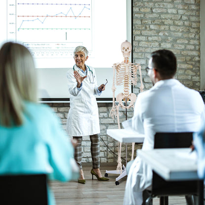 Medical School Human Anatomy Class Life-size Skeleton Model Holiday Decor at Gallery Canada