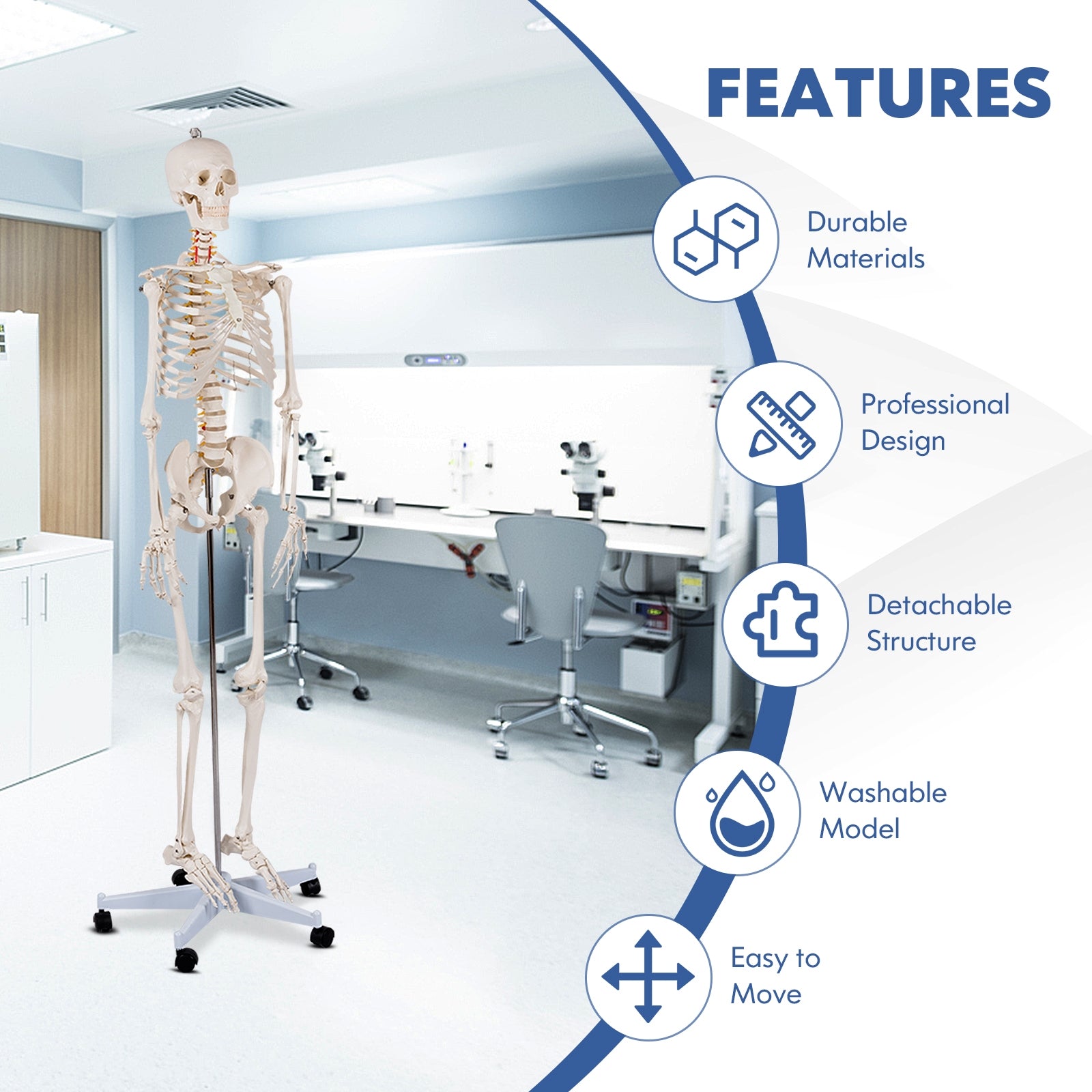 Medical School Human Anatomy Class Life-size Skeleton Model Holiday Decor at Gallery Canada