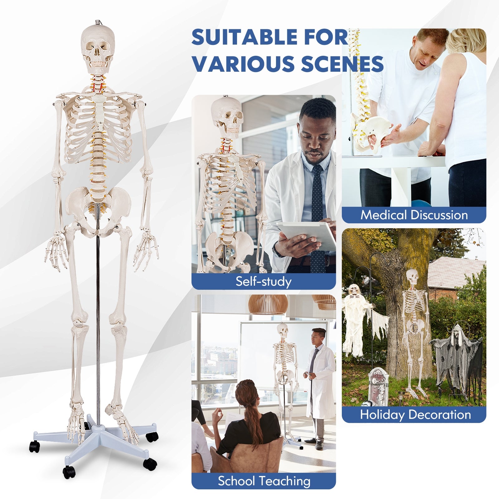 Medical School Human Anatomy Class Life-size Skeleton Model Holiday Decor at Gallery Canada