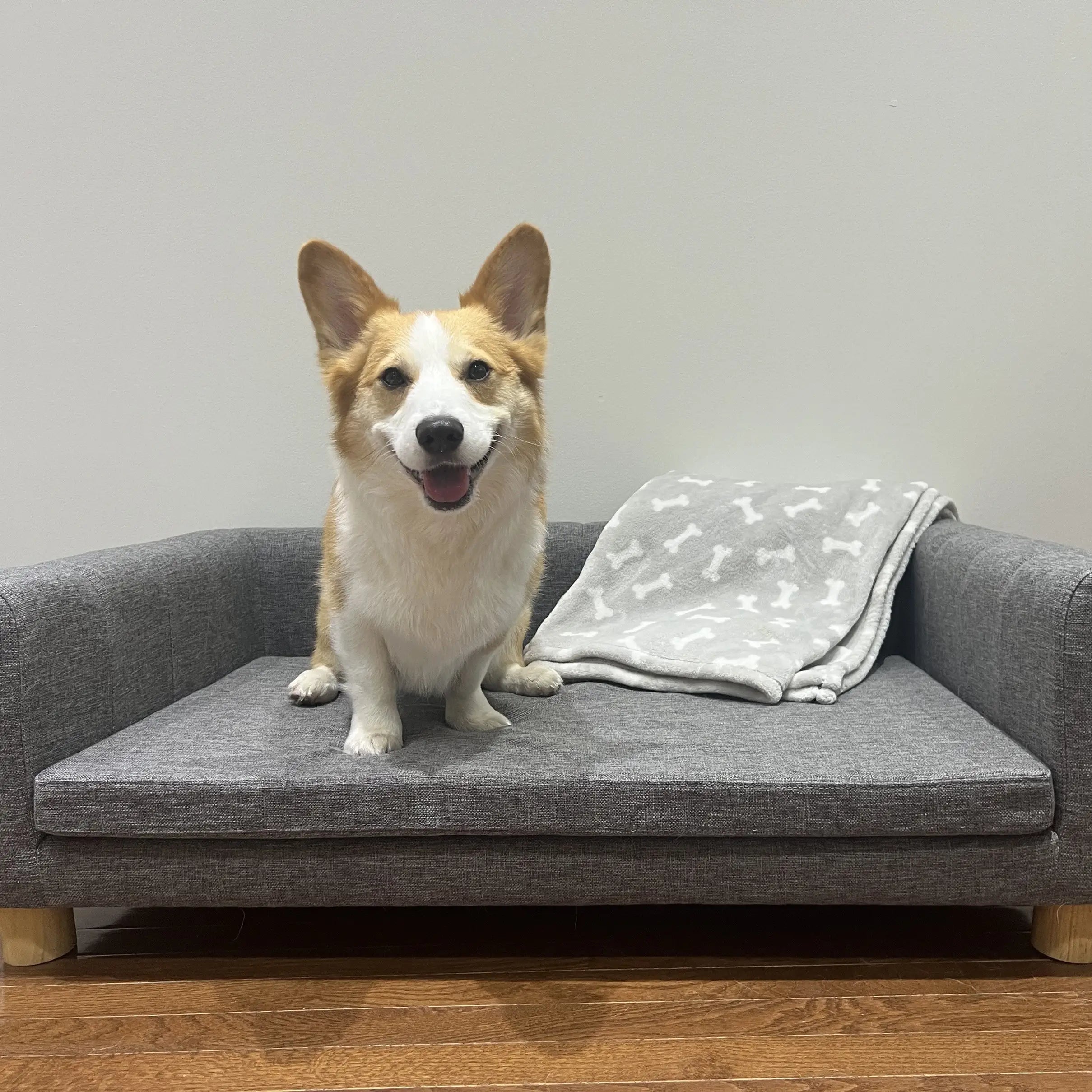 Modern Pet Sofa, Medium Large Dog Bed, Removable Cushion, Dark Grey Dog Sofas at Gallery Canada